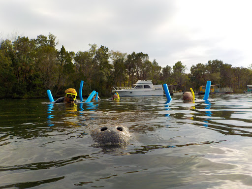 Tourist Attraction «Fun 2 Dive - Swim with Manatees», reviews and photos, 135 NE 3rd St, Crystal River, FL 34429, USA