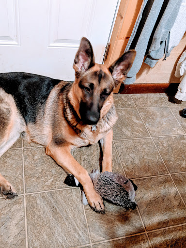 Pet Supply Store «PetSmart», reviews and photos, 4731 Commercial Dr, New Hartford, NY 13413, USA