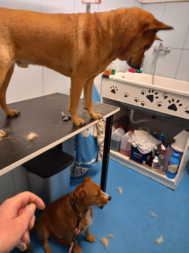 La Trastienda animal - Córdoba