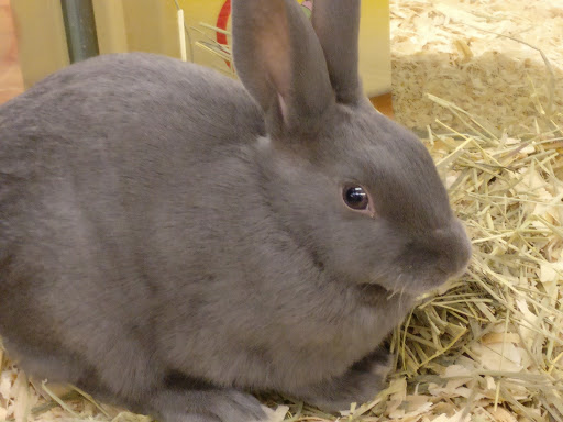 Pet Supply Store «Pet Supermarket, Inc.», reviews and photos, 598 N McCarran Blvd, Sparks, NV 89431, USA