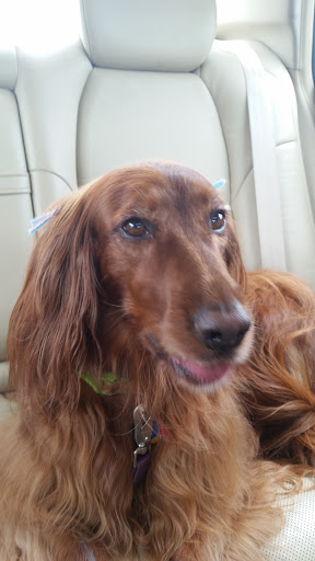 Pet Supply Store «PetSmart», reviews and photos, 1743 Stringtown Rd, Grove City, OH 43123, USA