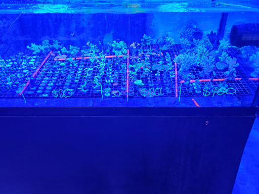 Tropical Fish Store «Blue Earth Corals & Aquariums», reviews and photos, 5791 Desoto Rd, Lake Worth, FL 33463, USA
