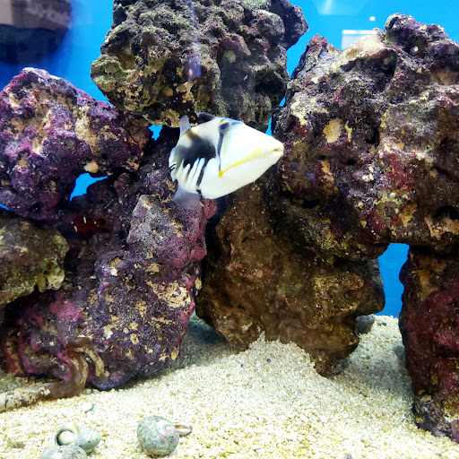 Pet Supply Store «Petco Animal Supplies», reviews and photos, 693 Middletown Warwick Rd, Middletown, DE 19709, USA