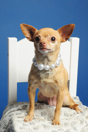 Puff & Fluff Grooming - Uptown