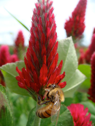 Winery «Benton-Lane Winery», reviews and photos, 23924 Territorial Rd, Monroe, OR 97456, USA