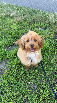 DeGouff K9 - Photo 6 - Car repair in , Lowell