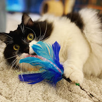 Catering Critters Sitters - Photo 7 - Car repair in , The Woodlands