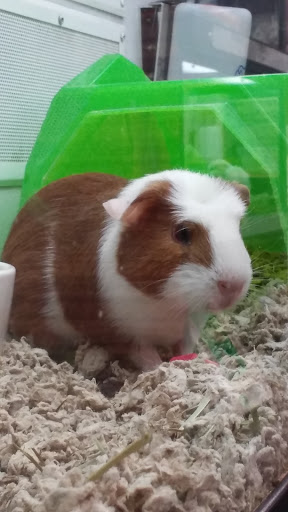 Pet Supply Store «Petco Animal Supplies», reviews and photos, 2520 E 3rd St, Bloomington, IN 47401, USA