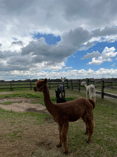 Farm «Painted Sky Alpaca Farm & Fiber Mill», reviews and photos, 95 Knight House Ln, Earleville, MD 21919, USA