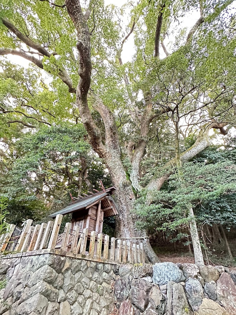 松山諏訪神社の大クス