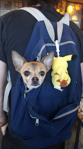 Coffee Shop «Starbucks», reviews and photos, 423 S Federal Hwy, Pompano Beach, FL 33062, USA