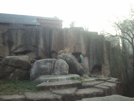 Gift Shop «Wild Things gift shop at Lincoln Park Zoo», reviews and photos, 2234 N Cannon Dr, Chicago, IL 60614, USA