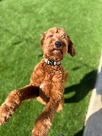 Biltright Turf - Photo 5 - Car repair in , Murrieta