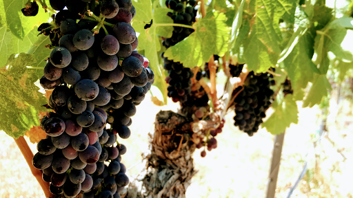 Winery «Oak Creek Vineyards & Winery», reviews and photos, 1555 N Page Springs Rd, Cornville, AZ 86325, USA