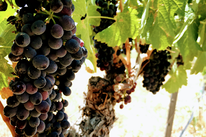 Oak Creek Vineyards & Winery image