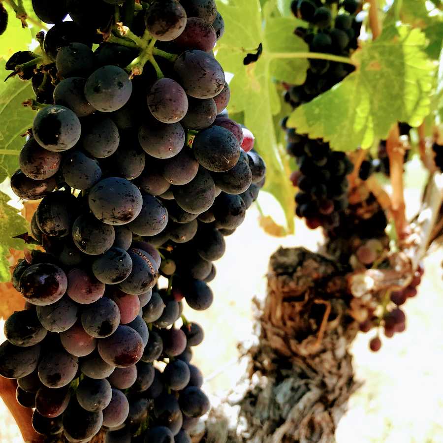 Oak Creek Vineyards & Winery