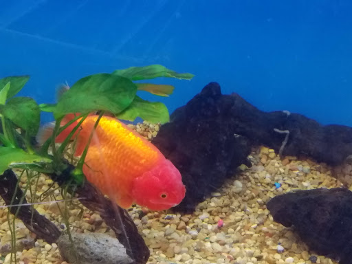 Pet Supply Store «Petco Animal Supplies», reviews and photos, 2277 Ford Pkwy, St Paul, MN 55116, USA