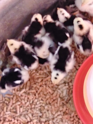 Animal Feed Store «Wilco Farm Store», reviews and photos, 1905 NE Four Acre Pl, Corvallis, OR 97330, USA