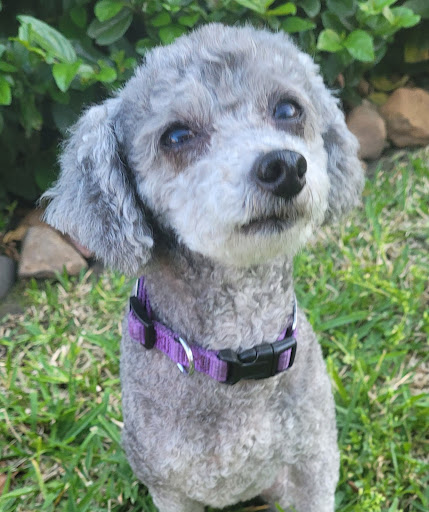 Pet Store «PetSmart», reviews and photos, 6545 North Grand Parkway West Suite 104, Spring, TX 77389, USA