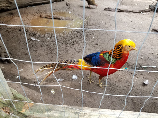 Zoo «3 Palms Zoo & Education Center», reviews and photos, 924 Blackbird Forest Rd, Clayton, DE 19938, USA