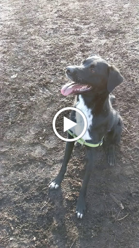 Park «Lake of the Isles Dog Park», reviews and photos, 2845 W Lake of the Isles Pkwy, Minneapolis, MN 55405, USA