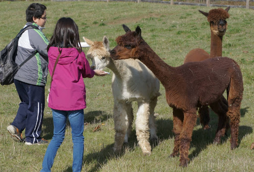 Fashion Accessories Store «Eclipse Alpacas», reviews and photos, 1575 N Coats Rd, Oxford, MI 48371, USA