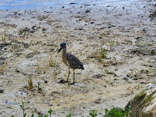 Nature Preserve «Manatee Viewing Center», reviews and photos, 6990 Dickman Rd, Apollo Beach, FL 33572, USA