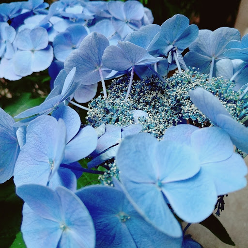 Art Museum «Isabella Stewart Gardner Museum», reviews and photos, 25 Evans Way, Boston, MA 02115, USA