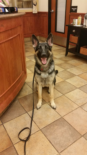 Pet Supply Store «PetSmart», reviews and photos, 3500 S Glenstone Ave, Springfield, MO 65804, USA