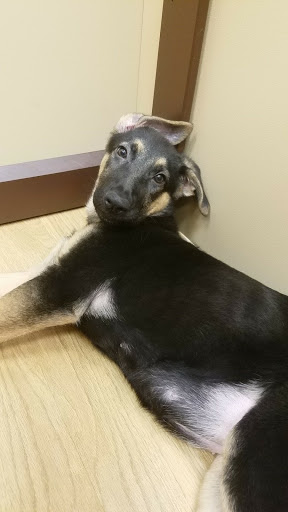 Pet Store «Petland», reviews and photos, 4082 William Penn Hwy #49B, Monroeville, PA 15146, USA