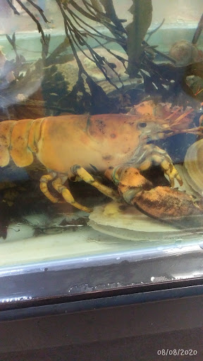 Aquarium «Explore the Ocean World, llc Oceanarium», reviews and photos, 367 Ocean Blvd, Hampton, NH 03842, USA