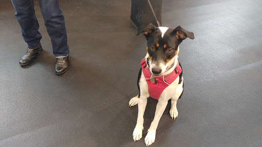 Dog Trainer «Awesome Dawgs Dog Training LLC», reviews and photos, 3052 Pricetown Rd, Temple, PA 19560, USA