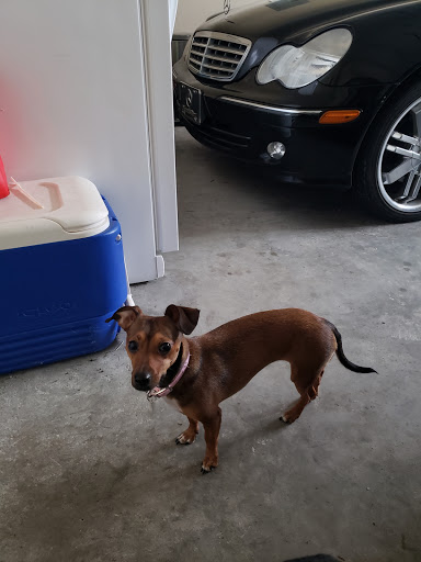 Pet Groomer «Dog Gone Cute Grooming & Bowtique», reviews and photos, 446 Racetrack Rd NW Unit F, Fort Walton Beach, FL 32547, USA