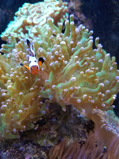 Tropical Fish Store «The Fish Store», reviews and photos, 2050 Chamblee Tucker Rd, Chamblee, GA 30341, USA