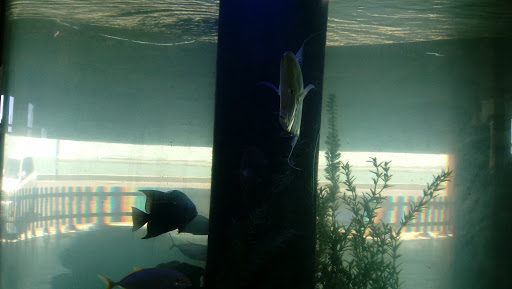 Aquarium «The Aquarium at Rockport Harbor, Inc.», reviews and photos, 706 Navigation Cir, Rockport, TX 78382, USA