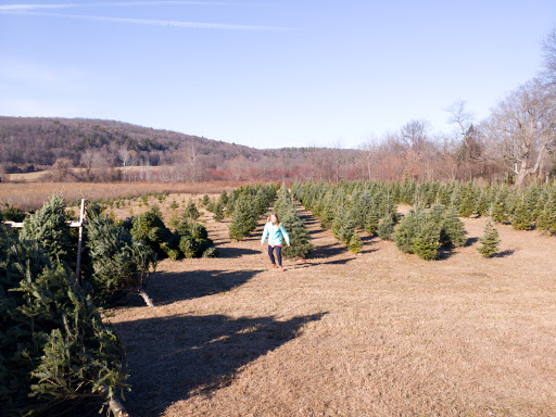 Zaskey Christmas Tree Farm