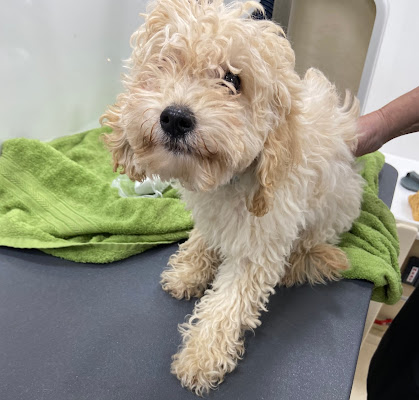 All Fur U - Mobile Dog Grooming