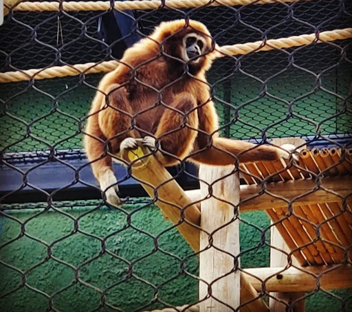 Zoo «Utica Zoo», reviews and photos, 1 Utica Zoo Way, Utica, NY 13501, USA