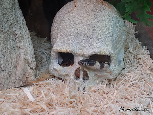 Pet Store «Petland», reviews and photos, 415 Mary Esther Cut Off NW G, Fort Walton Beach, FL 32548, USA