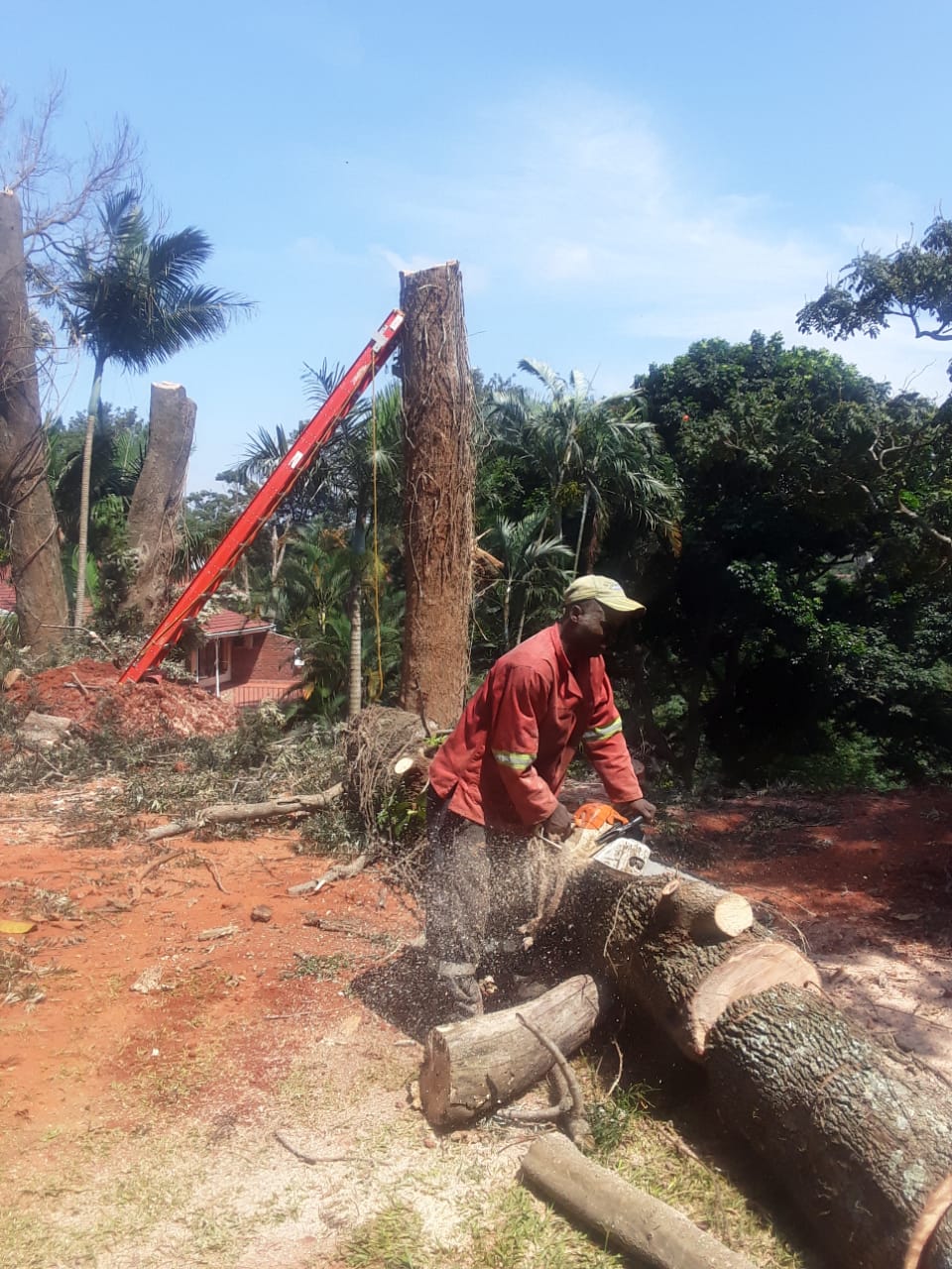 Liberty Tree Felling