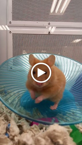 Pet Supply Store «Petco Animal Supplies», reviews and photos, 1951 N Military Trl c, West Palm Beach, FL 33409, USA