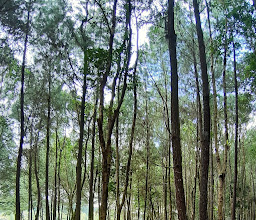 Songgon Pine Park/Rumah Pohon photo