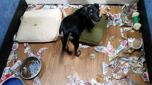 Pet Store «Pets Plus - Lansdale», reviews and photos, 555 S Broad St, Lansdale, PA 19446, USA