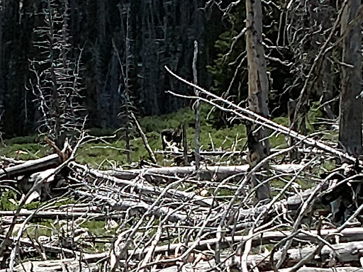 National Forest «Bighorn National Forest», reviews and photos