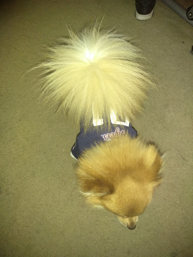 Pet Supply Store «Pet Supplies Plus», reviews and photos, 2649 E Grand River Ave, Howell, MI 48843, USA