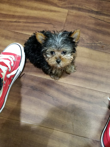 Pet Store «Petland Kennesaw», reviews and photos, 840 Ernest W Barrett Pkwy NW #494, Kennesaw, GA 30144, USA