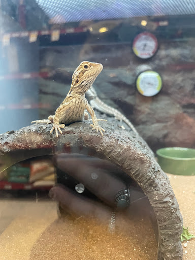 Pet Supply Store «Petco Animal Supplies», reviews and photos, 92 Cluff Crossing Rd, Salem, NH 03079, USA