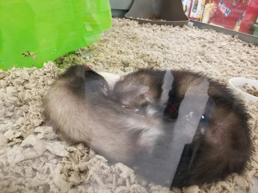 Pet Supply Store «Petco Animal Supplies», reviews and photos, 210 Fortune Blvd, Milford, MA 01757, USA