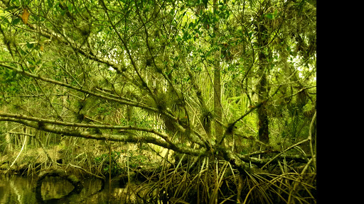 Nature Preserve «Koreshan Preserve», reviews and photos, 3891 Broadway W, Estero, FL 33928, USA