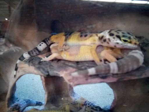 Pet Supply Store «Petco Animal Supplies», reviews and photos, 1333 Centennial Ave, Piscataway Township, NJ 08854, USA